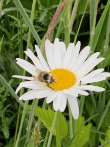 Bee on a Daisy
